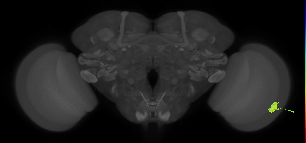 Dm12_R (MaleCNS:36313)