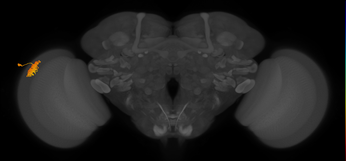 Dm12_L (MaleCNS:45972)