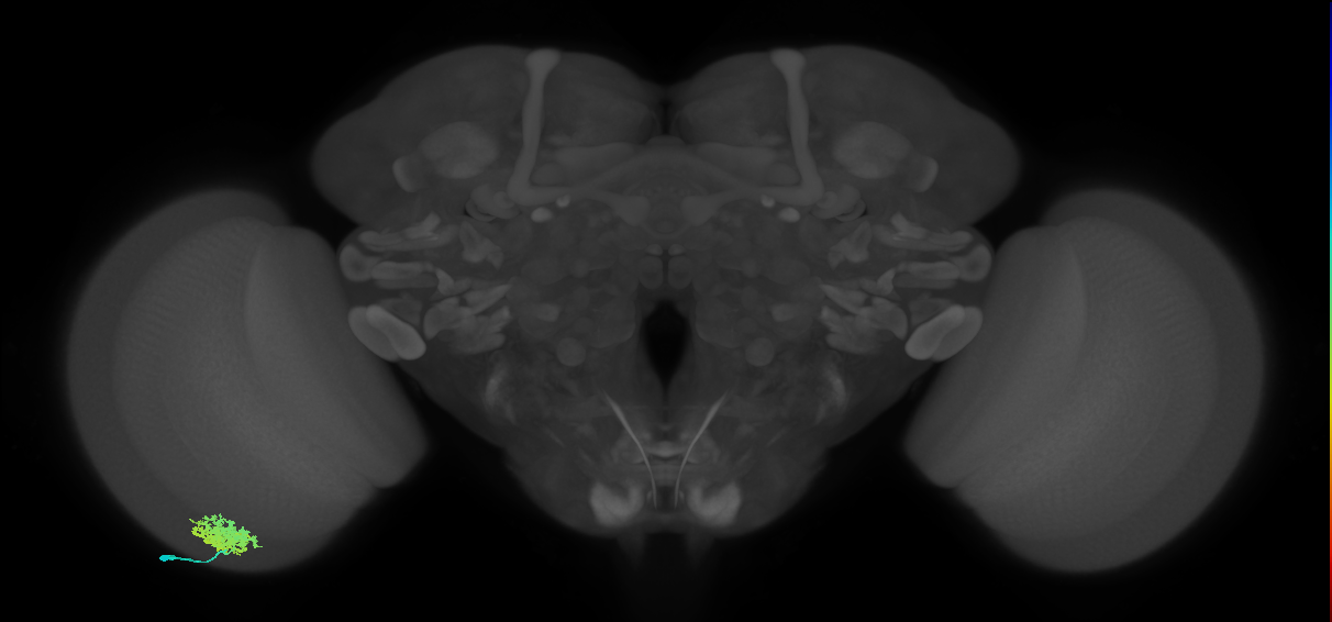 Dm12_L (MaleCNS:529363)