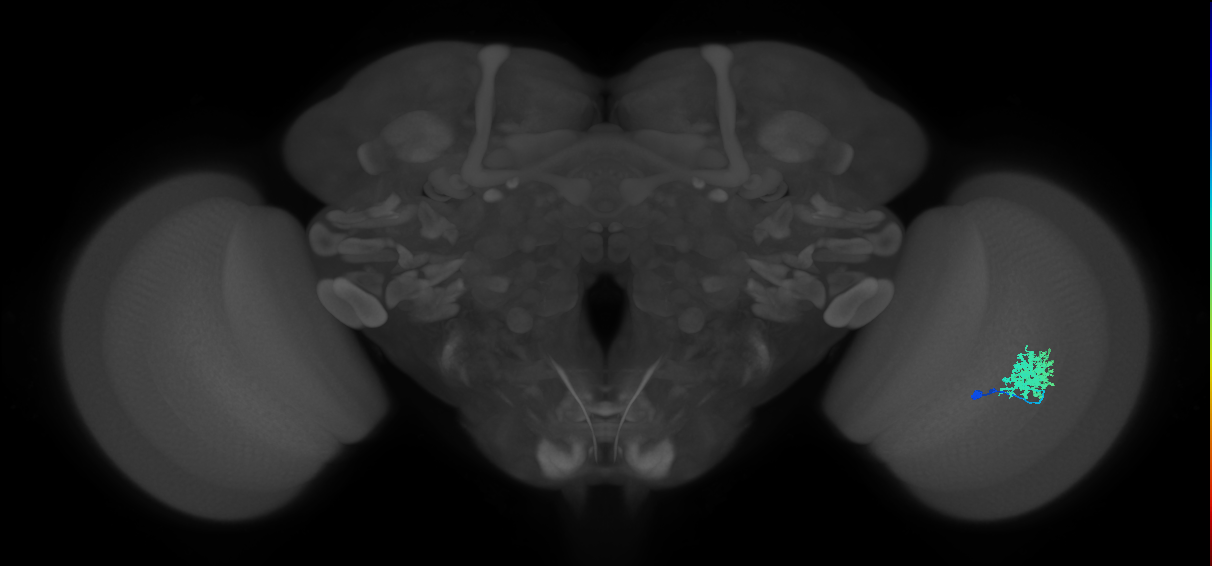 Dm12_R (MaleCNS:40279)