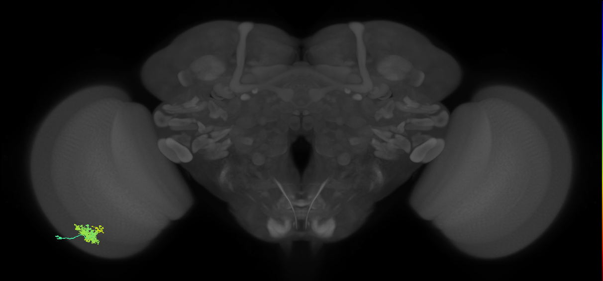 Dm12_L (MaleCNS:44754)