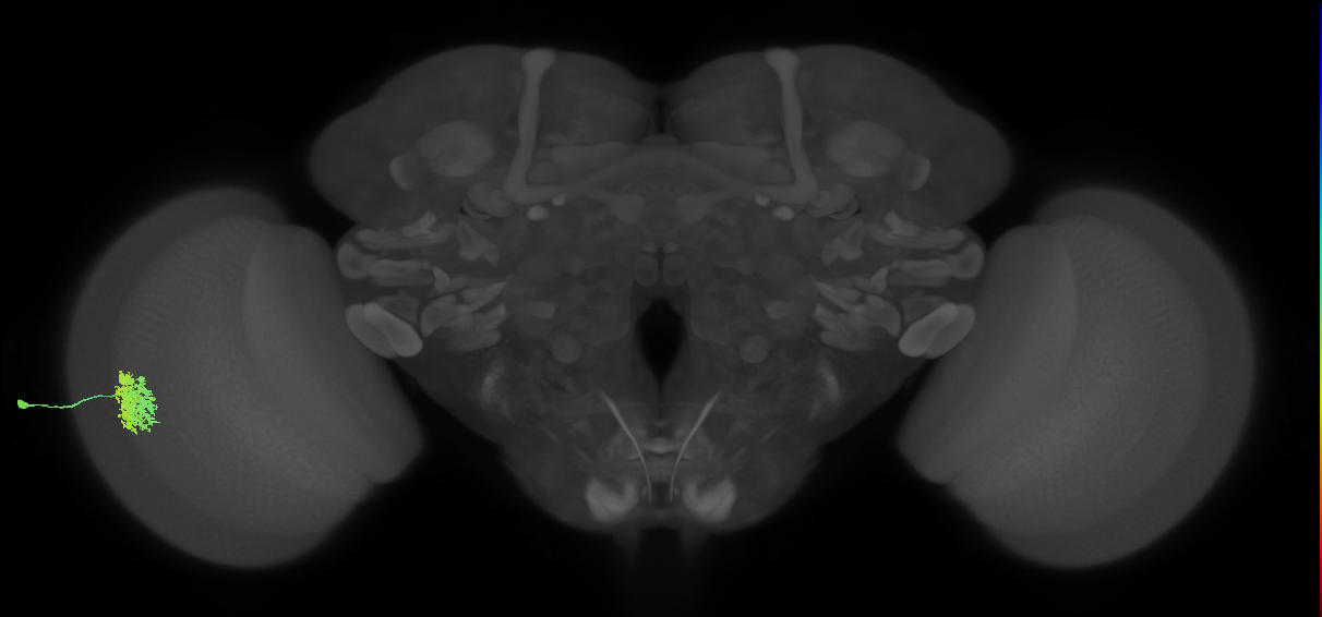 Dm12_L (MaleCNS:58510)