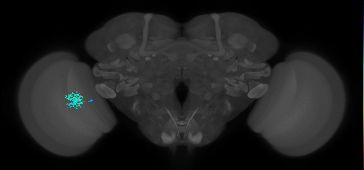 Dm12_L (MaleCNS:120765)