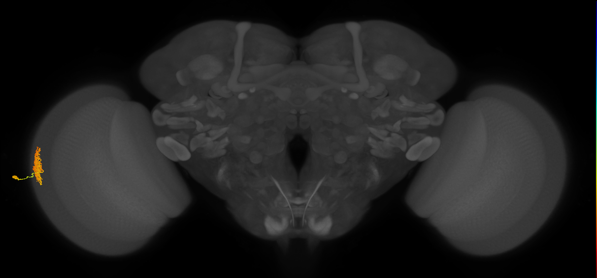 Dm12_L (MaleCNS:544803)