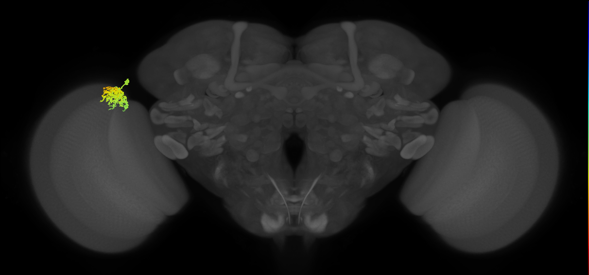 Dm12_L (MaleCNS:112113)
