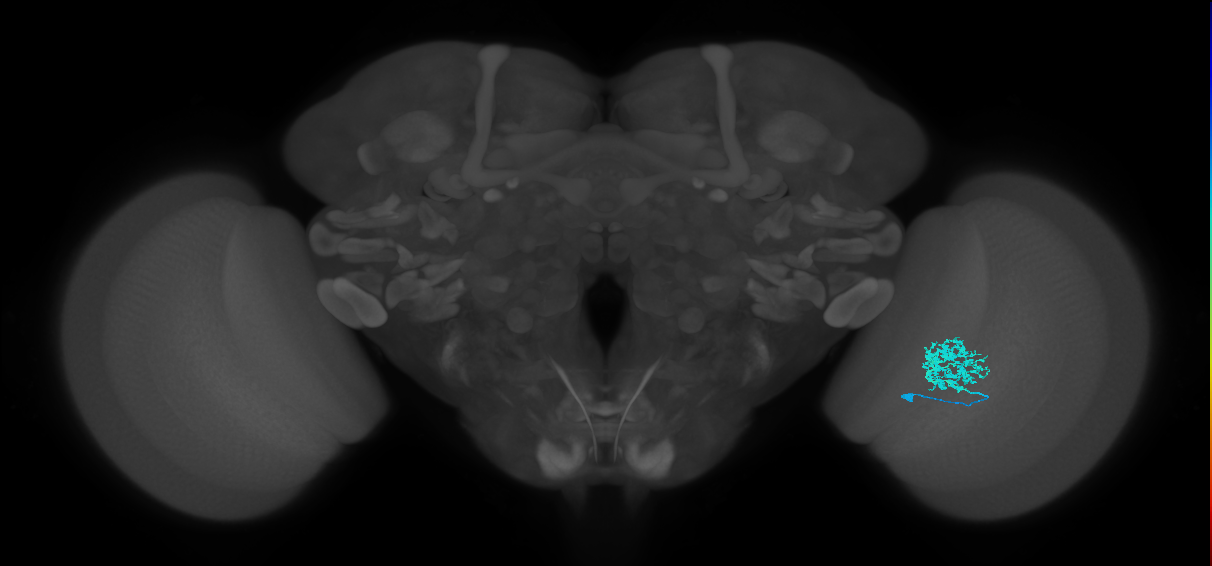 Dm12_R (MaleCNS:38090)