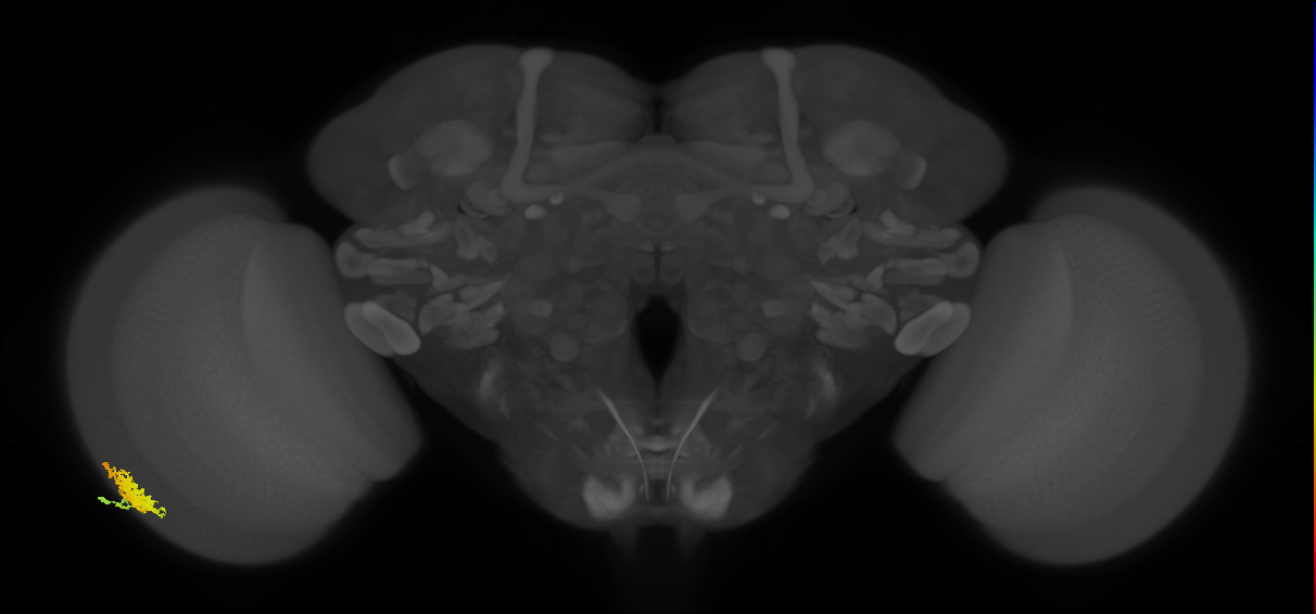 Dm12_L (MaleCNS:75470)