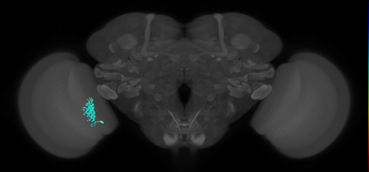 Dm12_L (MaleCNS:57899)