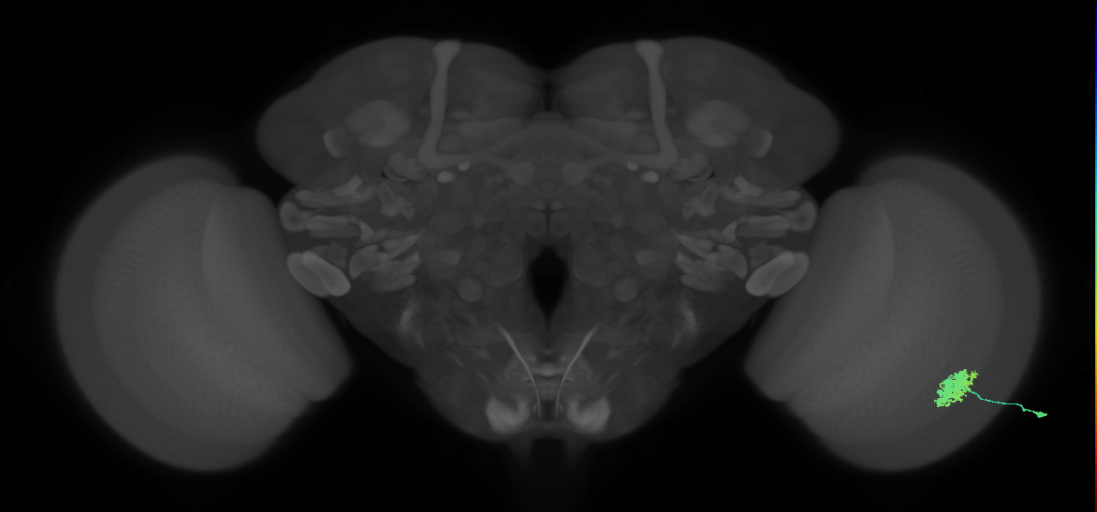 Dm12_R (MaleCNS:57318)