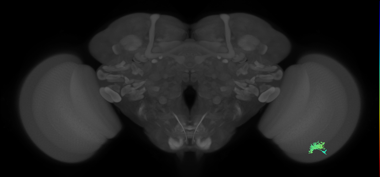 Dm12_R (MaleCNS:47876)