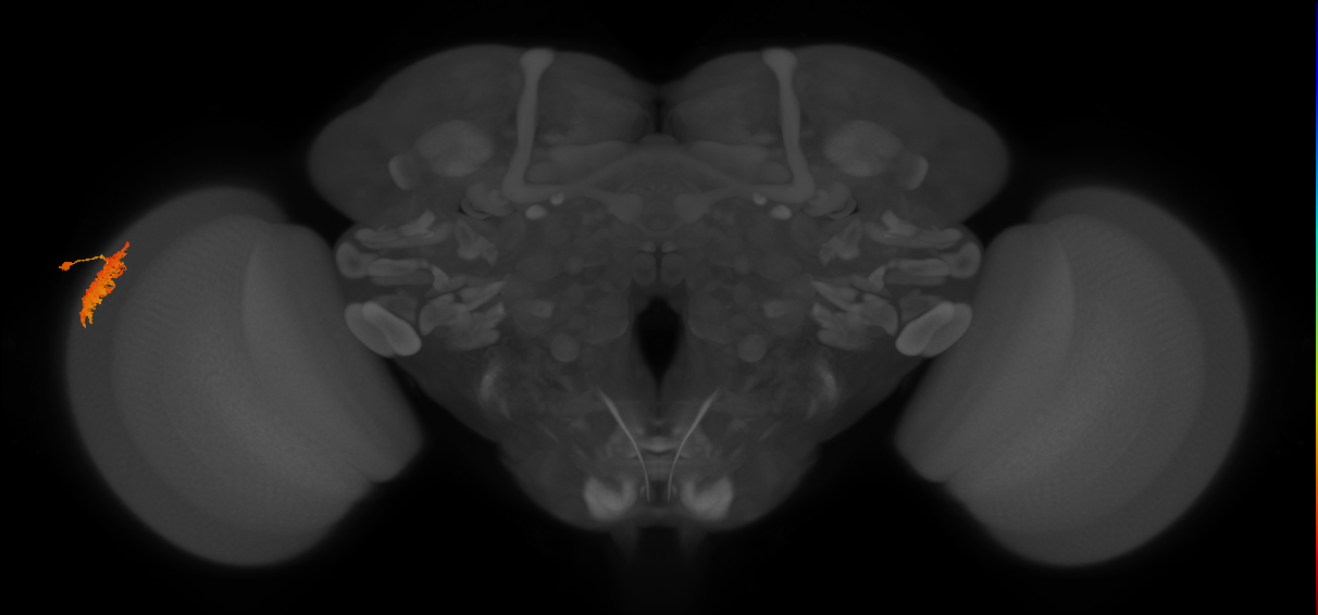 Dm12_L (MaleCNS:67763)