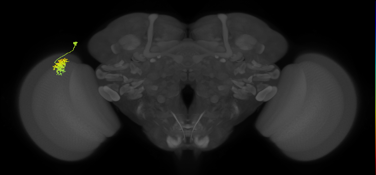Dm12_L (MaleCNS:50058)