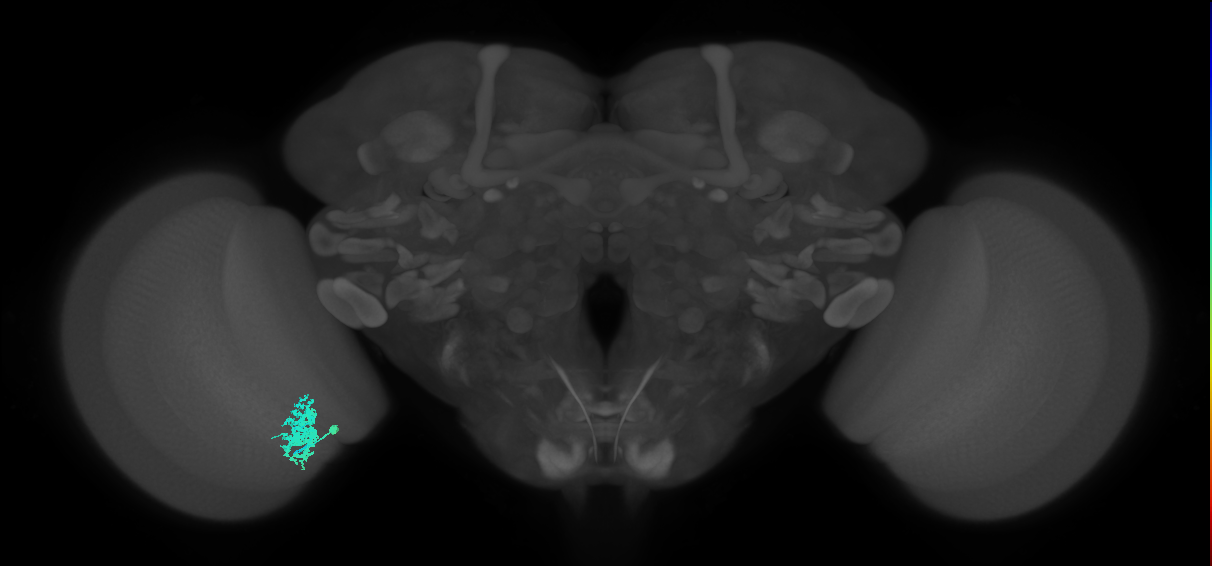 Dm12_L (MaleCNS:58606)