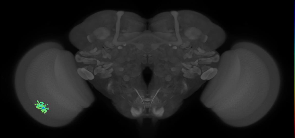 Dm12_L (MaleCNS:517021)