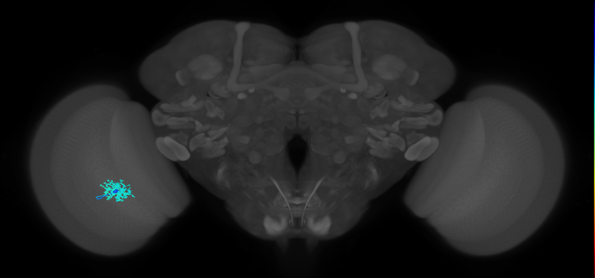 Dm12_L (MaleCNS:57875)