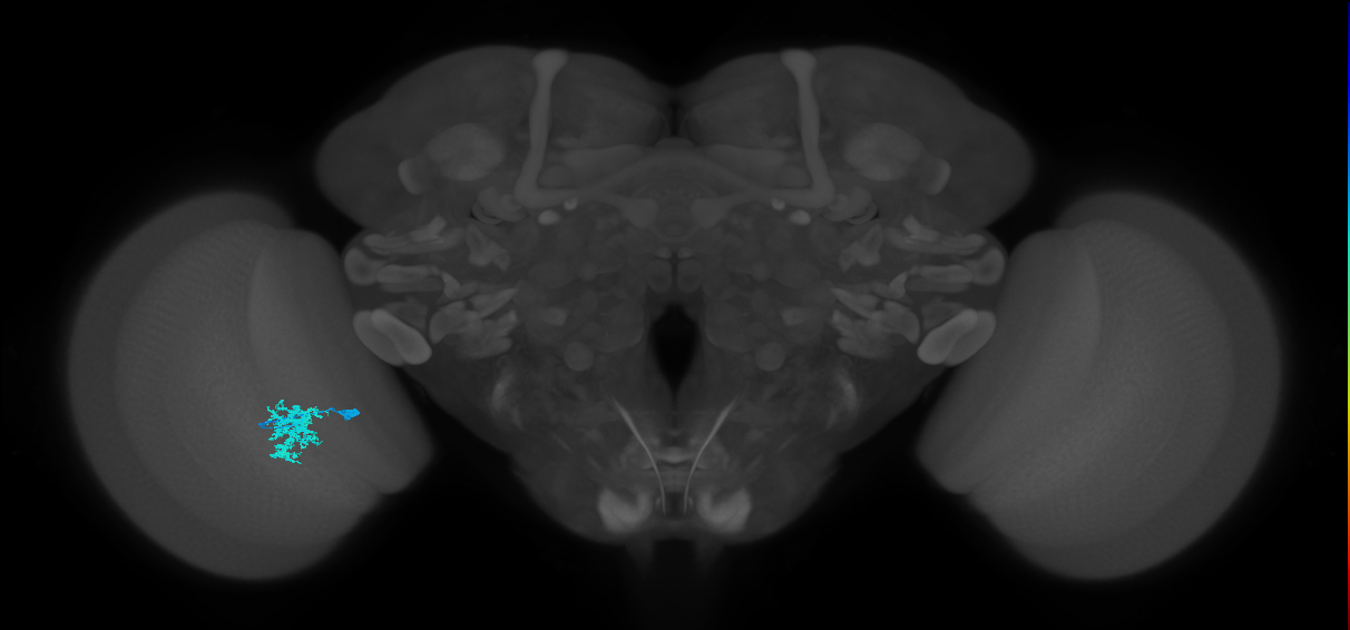 Dm12_L (MaleCNS:144234)