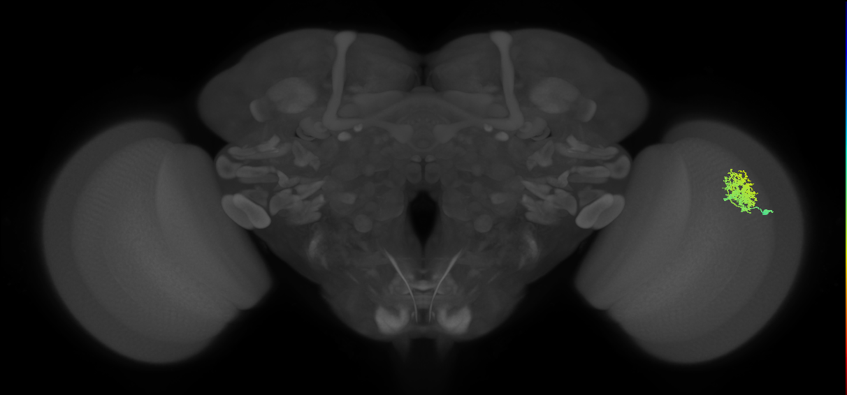 Dm12_R (MaleCNS:61775)