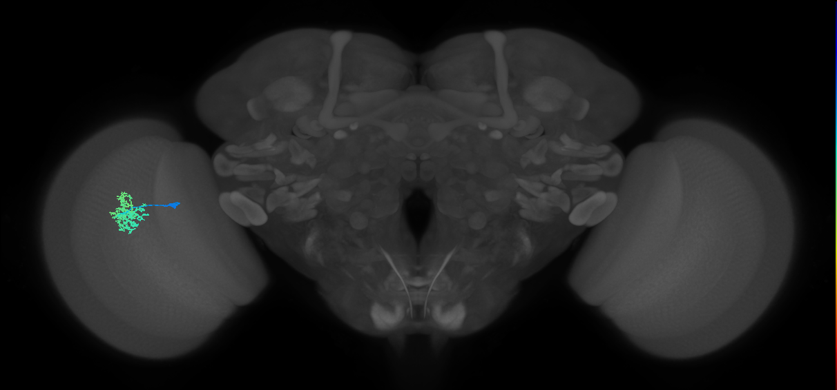 Dm12_L (MaleCNS:136922)