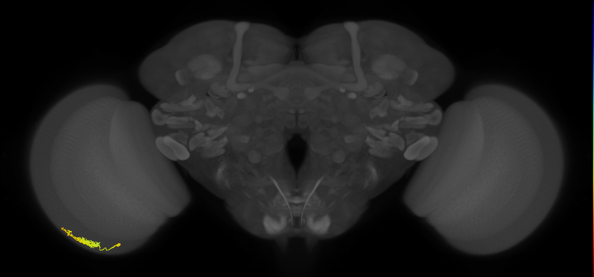 Dm12_L (MaleCNS:138026)