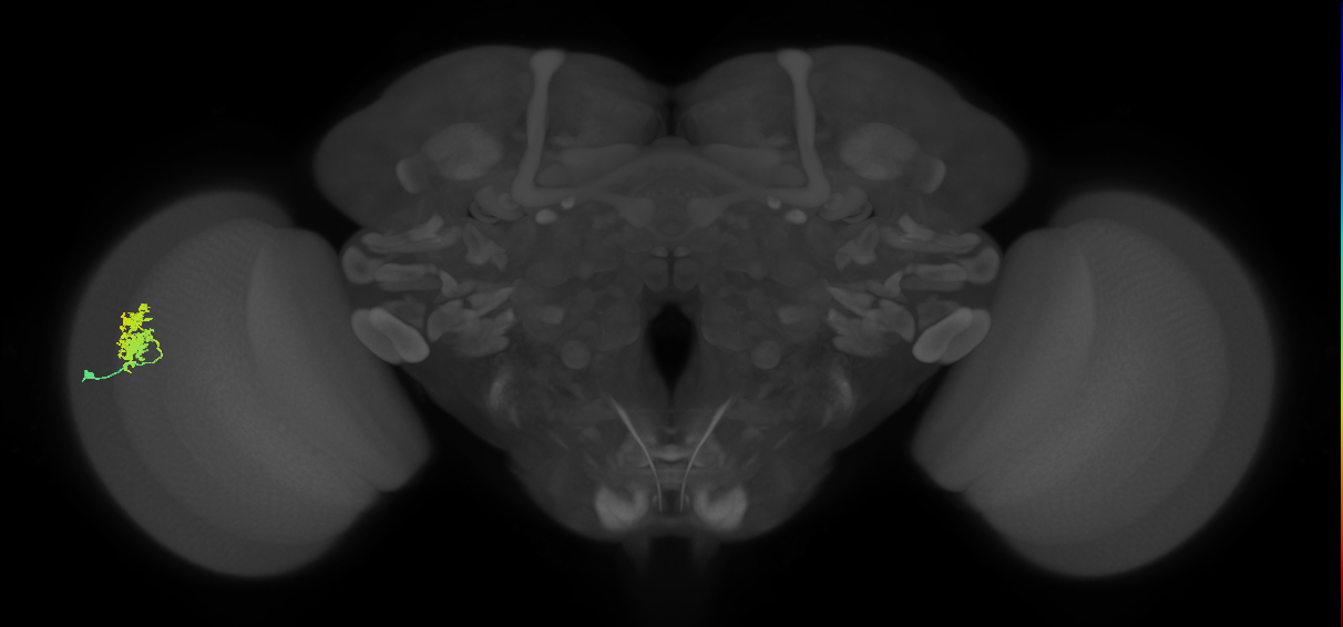 Dm12_L (MaleCNS:57089)