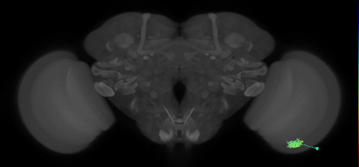 Dm12_R (MaleCNS:43011)