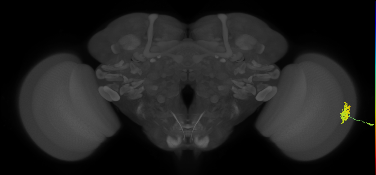 Dm12_R (MaleCNS:32201)