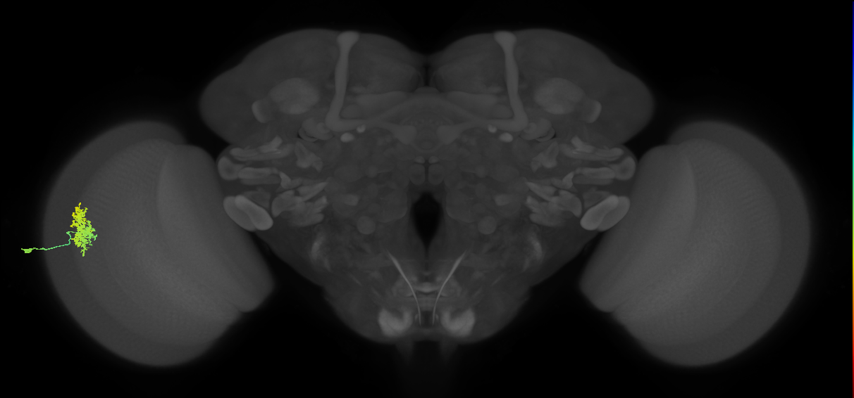Dm12_L (MaleCNS:62119)