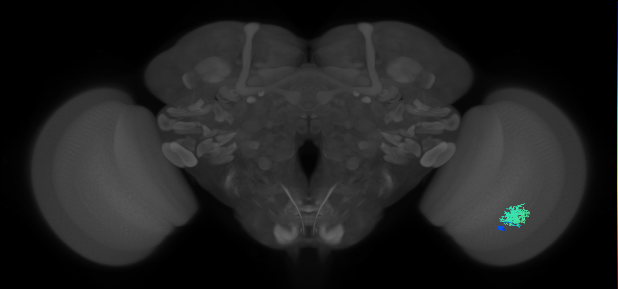 Dm12_R (MaleCNS:32932)