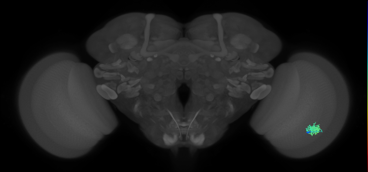 Dm12_R (MaleCNS:36213)