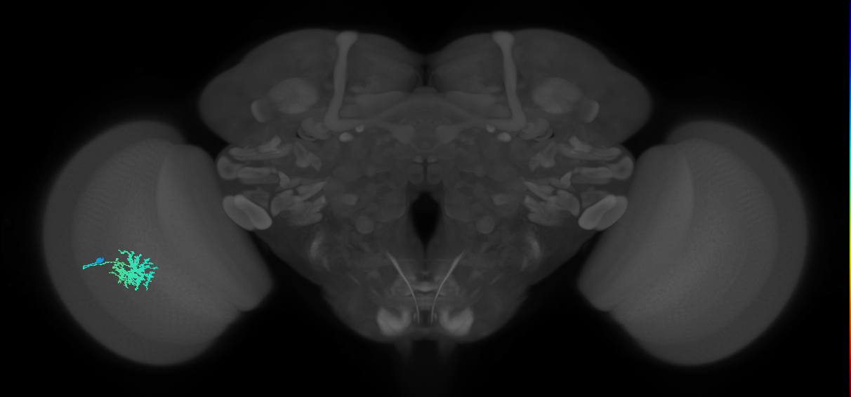 Dm12_L (MaleCNS:534850)
