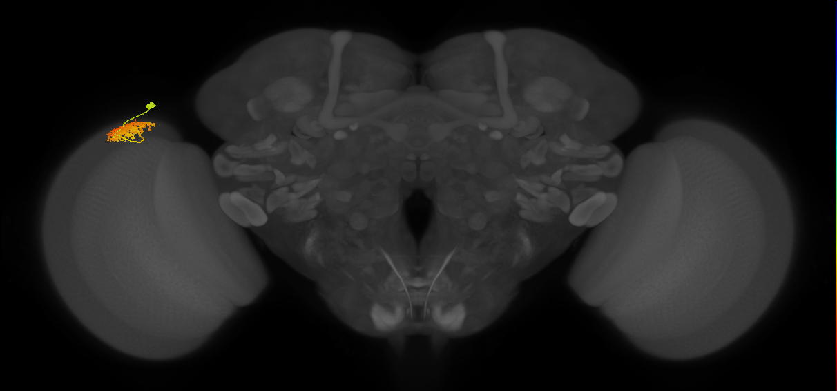 Dm12_L (MaleCNS:56556)