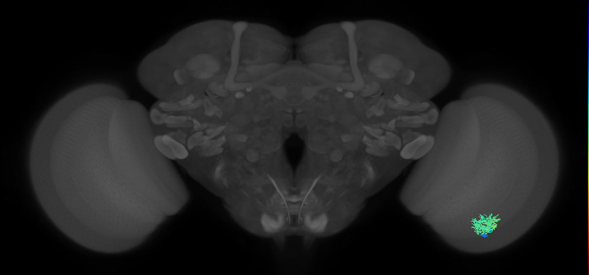 Dm12_R (MaleCNS:30844)