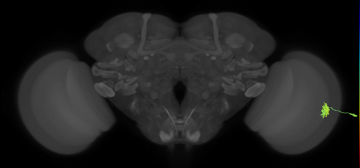 Dm12_R (MaleCNS:115444)