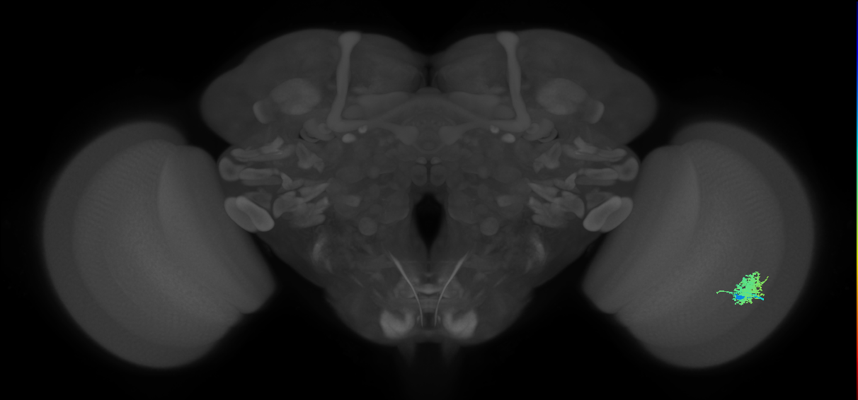 Dm12_R (MaleCNS:36339)
