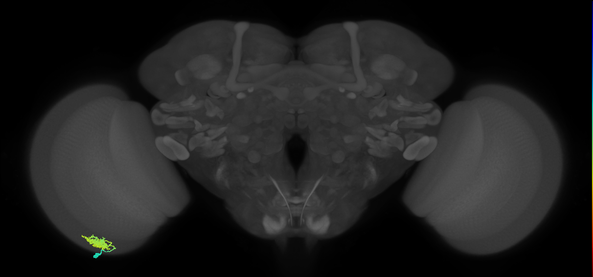 Dm12_L (MaleCNS:551109)