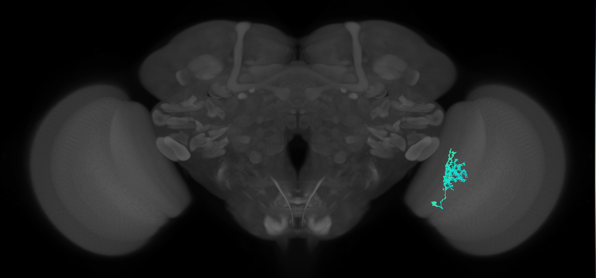 Dm12_R (MaleCNS:32841)