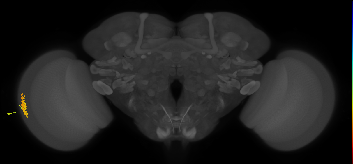 Dm12_L (MaleCNS:128628)