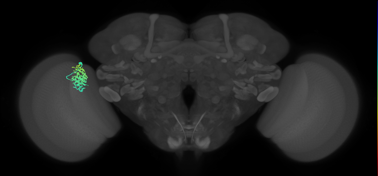 Dm12_L (MaleCNS:72883)