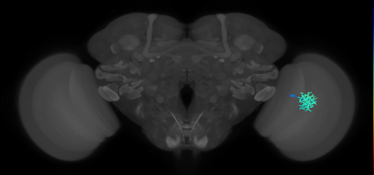 Dm12_R (MaleCNS:58924)