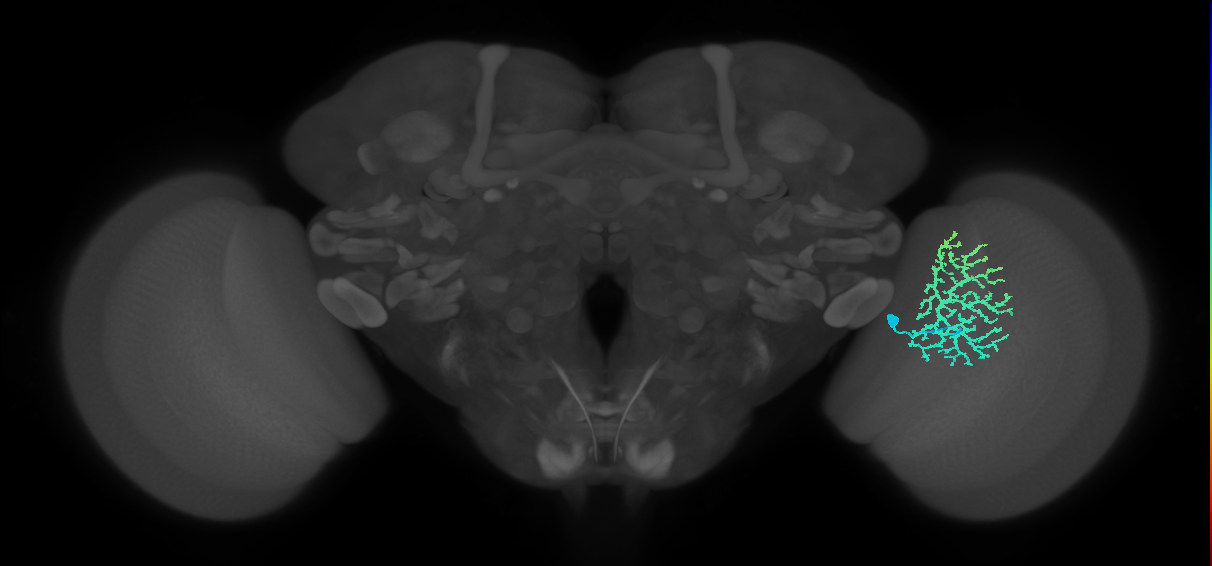 Dm13_R (MaleCNS:15268)