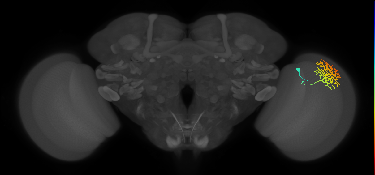 Dm13_R (MaleCNS:14676)