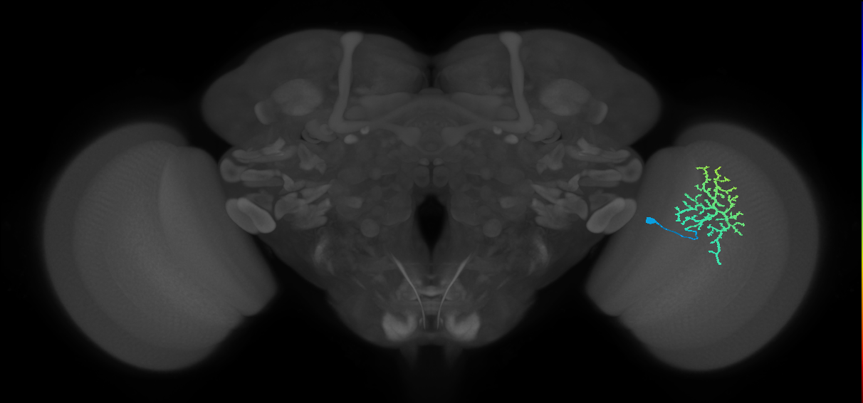 Dm13_R (MaleCNS:17947)