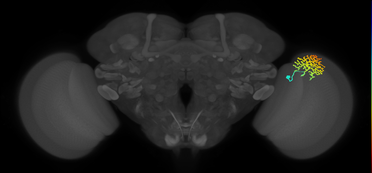 Dm13_R (MaleCNS:14595)