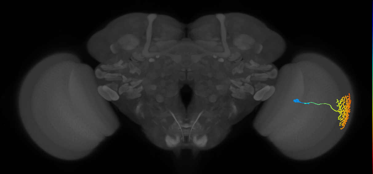 Dm13_R (MaleCNS:13511)
