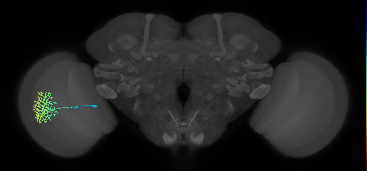 Dm13_L (MaleCNS:512523)