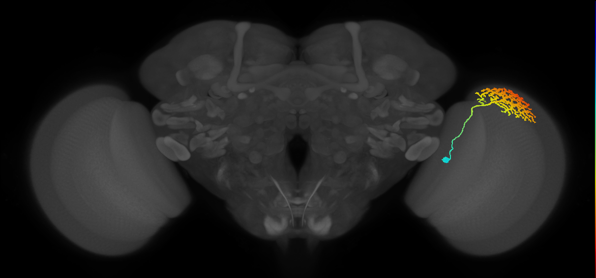 Dm13_R (MaleCNS:12971)