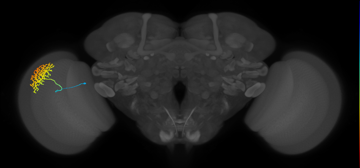 Dm13_L (MaleCNS:14767)