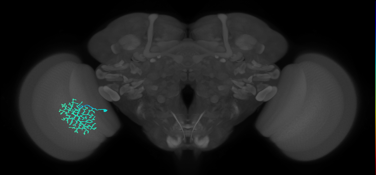 Dm13_L (MaleCNS:514958)