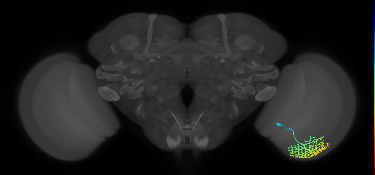 Dm13_R (MaleCNS:13617)