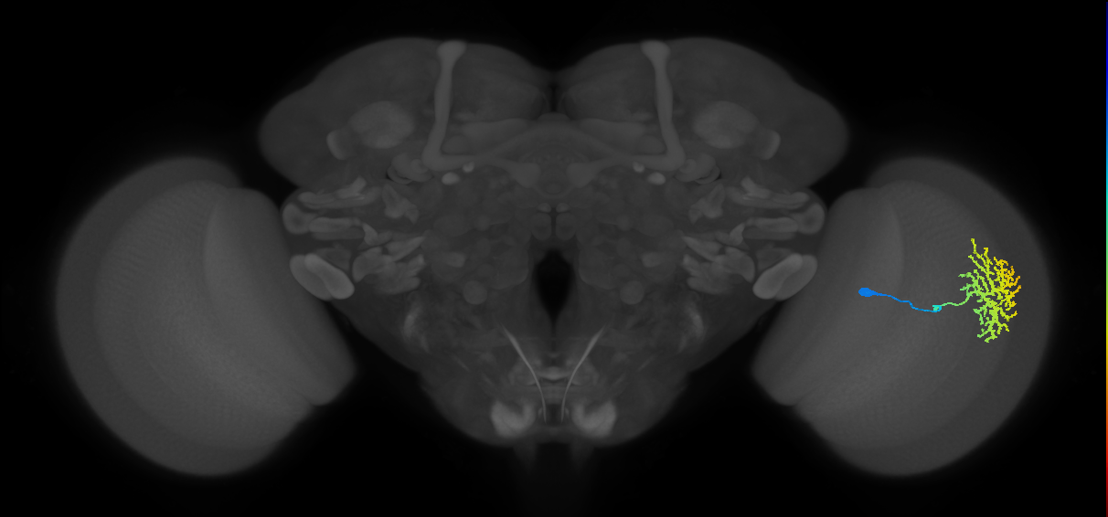 Dm13_R (MaleCNS:15368)